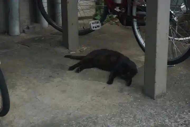 勝淵神社の動物