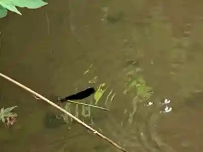 箭神神社の動物