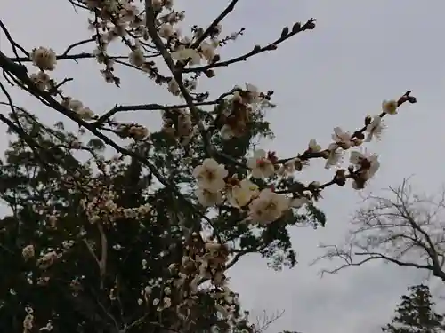 橘樹神社の自然
