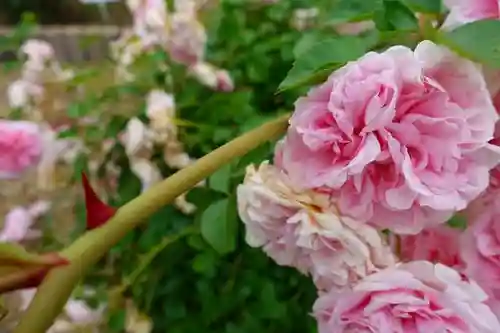 霊山寺の自然