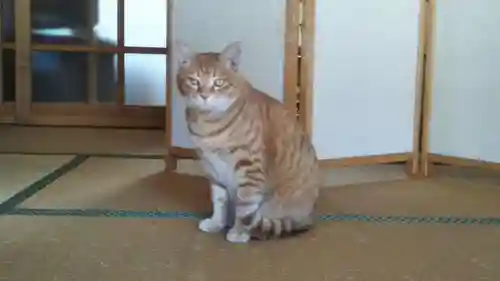 加茂神社の動物