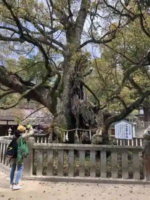 大山祇神社のその他建物