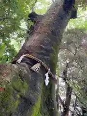 川越氷川神社の自然