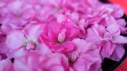 阿邪訶根神社の手水