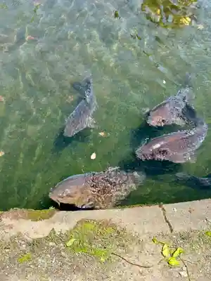 松尾大社(京都府)