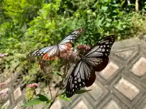 普門寺(切り絵御朱印発祥の寺)の動物(2022年10月16日(日) 09時17分35秒投稿)