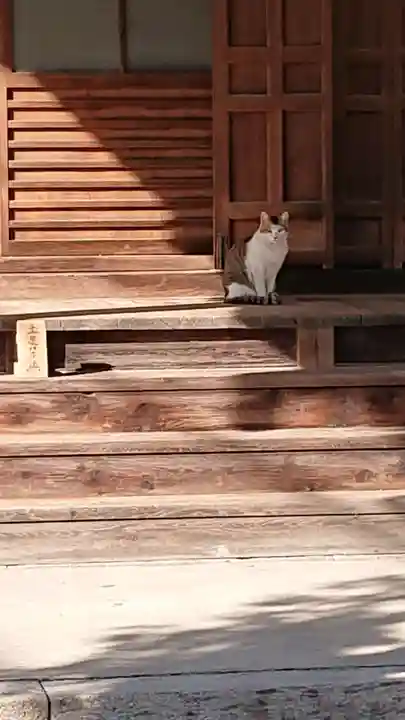 圓福寺(円福寺)の動物