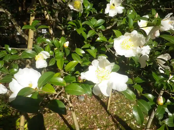 安國論寺(安国論寺)の自然