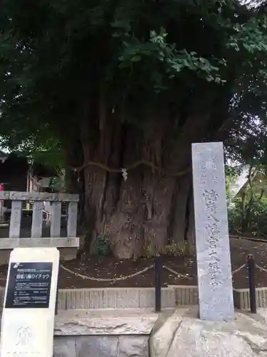 鶴嶺八幡宮の自然