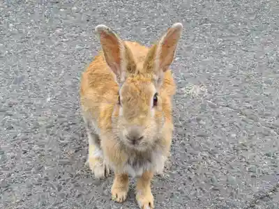 大久野島神社(広島県)