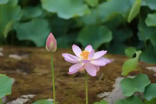 龍興寺（浮見観音）の自然