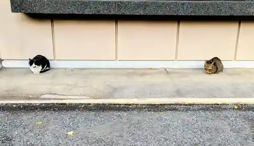 白金氷川神社の動物