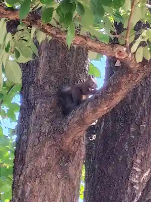 上富良野神社(北海道)