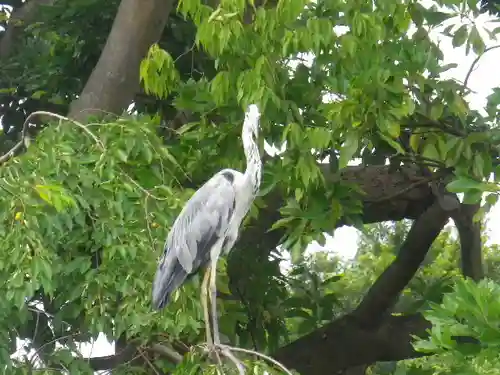 鶴岡八幡宮の動物