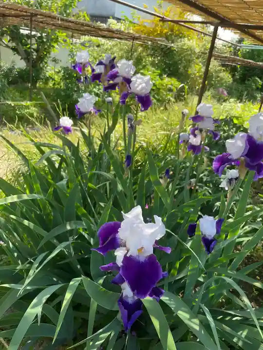 金剛寺(奈良県)