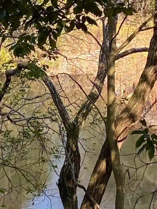 窪八幡宮の自然