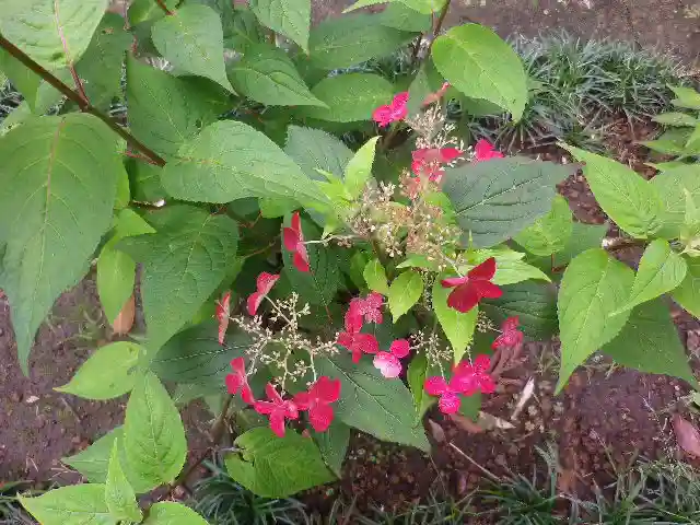 御霊神社の自然
