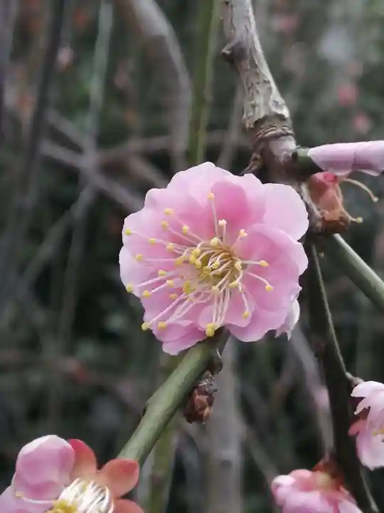 武蔵第六天神社の自然