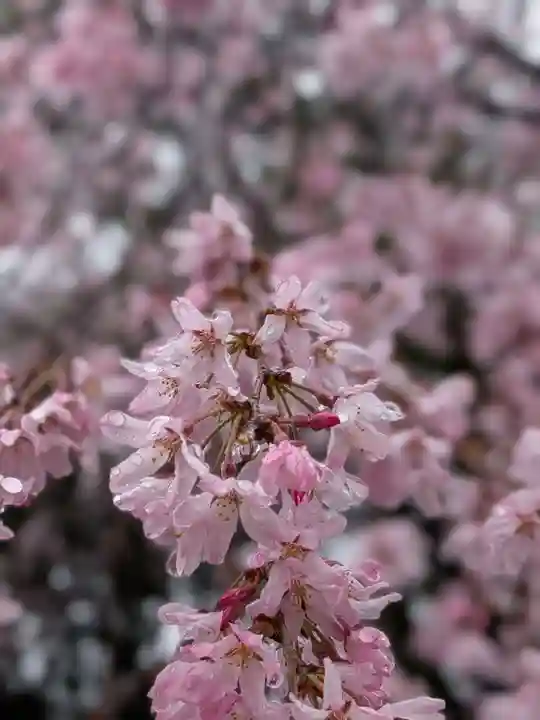 阿佐ヶ谷神明宮(東京都)