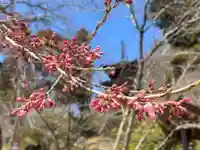 国宝 大法寺の自然