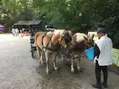 賀茂御祖神社（下鴨神社）の動物