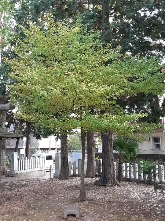 中村八幡神社の自然