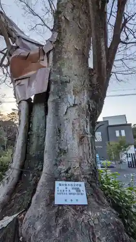 津島社（大草津島神社）の自然