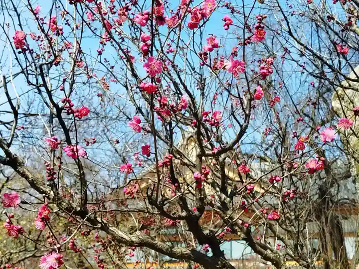 北野天満宮(京都府)