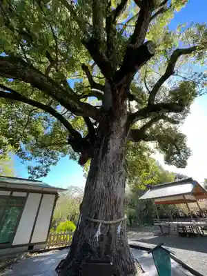 平野神社(京都府)
