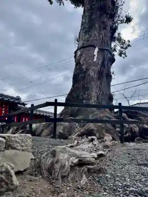 日吉御田神社の{uncategorized: "未分類", other: "その他", undefined: "問題あり", building: "その他建物", grave: "お墓", sacred_gate: "鳥居", guardian: "狛犬", statue: "像", buddha: "仏像", history: "歴史", nature: "自然", garden: "庭園", animal: "動物", pagoda: "塔", temizu: "手水舎", mountain_gate: "山門・神門", sanctuary: "本殿・本堂", subordinate: "末社・摂社", art: "芸術", scenery: "景色", jizo: "地蔵", ema: "絵馬", goshuin: "御朱印", omikuji: "おみくじ", items: "授与品その他", amulet: "お守り", goshuincho: "御朱印帳", eats: "食事", festival: "お祭り", votive_dance: "神楽", shichigosan: "七五三参", wedding: "結婚式", experience: "体験その他", initially: "初詣", around: "周辺", anti_infection: "感染症対策"}