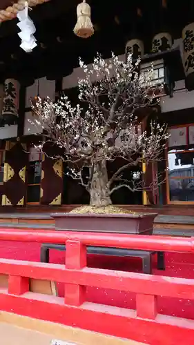 大阪天満宮の自然