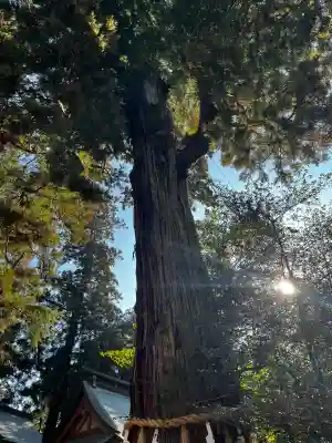 香取神宮の{uncategorized: "未分類", other: "その他", undefined: "問題あり", building: "その他建物", grave: "お墓", sacred_gate: "鳥居", guardian: "狛犬", statue: "像", buddha: "仏像", history: "歴史", nature: "自然", garden: "庭園", animal: "動物", pagoda: "塔", temizu: "手水舎", mountain_gate: "山門・神門", sanctuary: "本殿・本堂", subordinate: "末社・摂社", art: "芸術", scenery: "景色", jizo: "地蔵", ema: "絵馬", goshuin: "御朱印", omikuji: "おみくじ", items: "授与品その他", amulet: "お守り", goshuincho: "御朱印帳", eats: "食事", festival: "お祭り", votive_dance: "神楽", shichigosan: "七五三参", wedding: "結婚式", experience: "体験その他", initially: "初詣", around: "周辺", anti_infection: "感染症対策"}