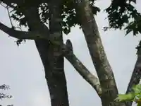 留辺蘂神社の動物