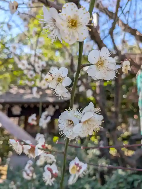 阿佐ヶ谷神明宮(東京都)