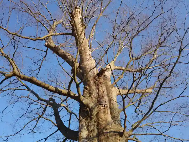 若宮八幡宮の自然
