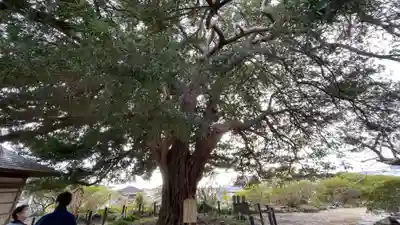 安養院　(田代寺）(神奈川県)