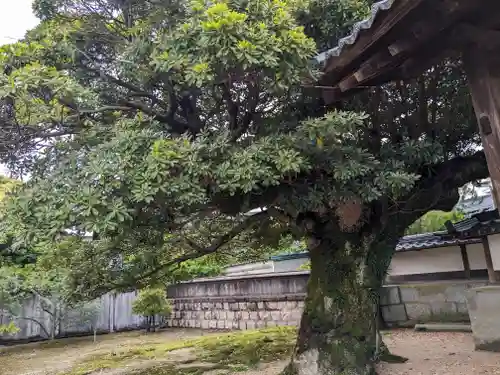 来迎寺(福井県)