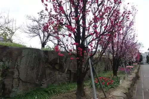 金剛寺の庭園