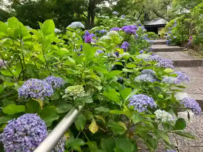妙覚寺(東京都)