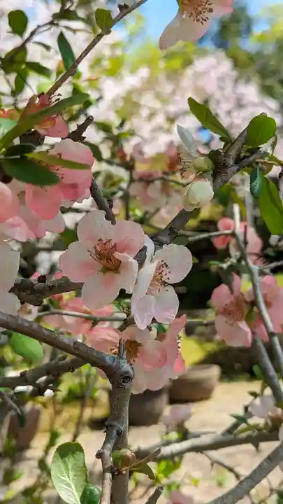 法金剛院(京都府)