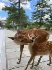 東大寺の動物