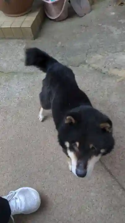 玉野御嶽神社の動物