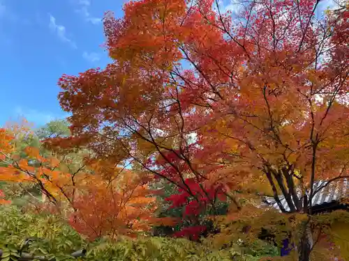 今熊野観音寺(京都府)