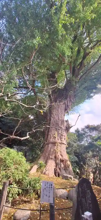 荏柄天神社(神奈川県)