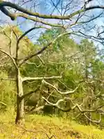 八幡神社の自然