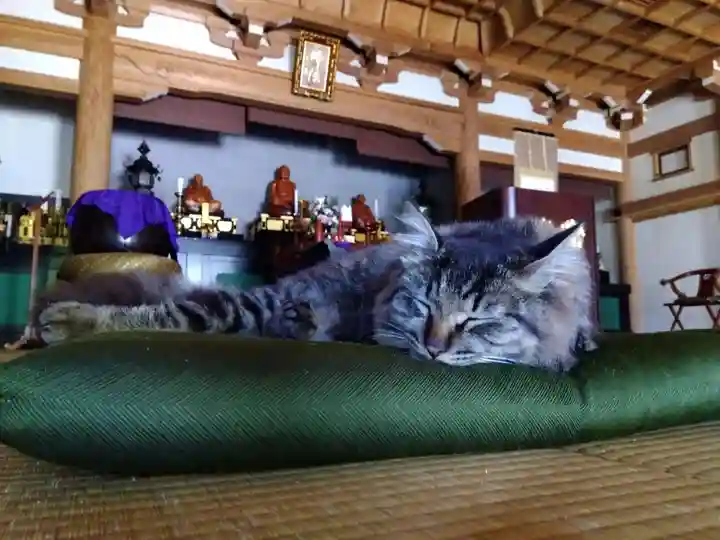 御誕生寺(猫寺)(福井県)