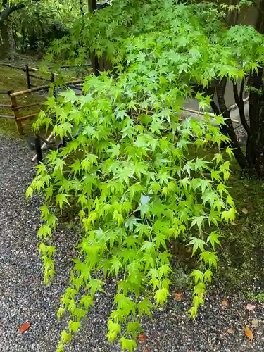 長岡天満宮(京都府)