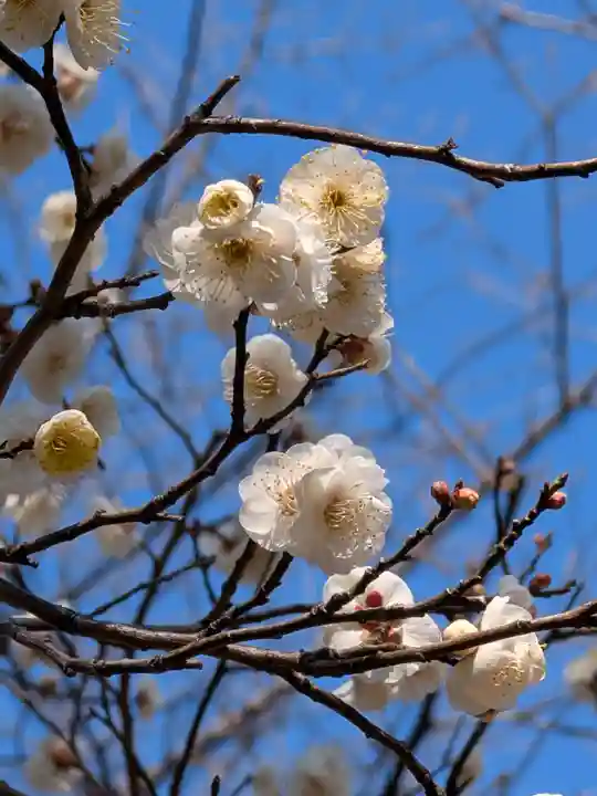 新井天神北野神社(東京都)