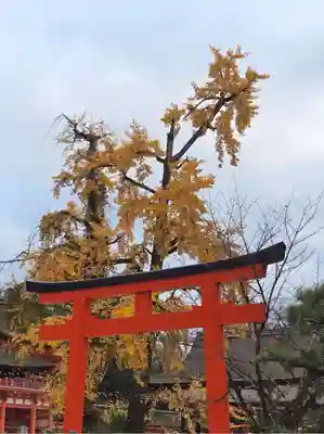 賀茂御祖神社（下鴨神社）の鳥居