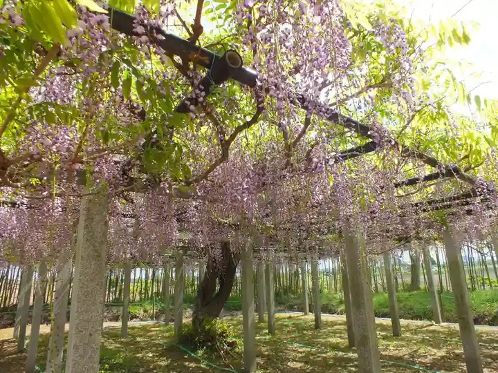 志那神社の自然
